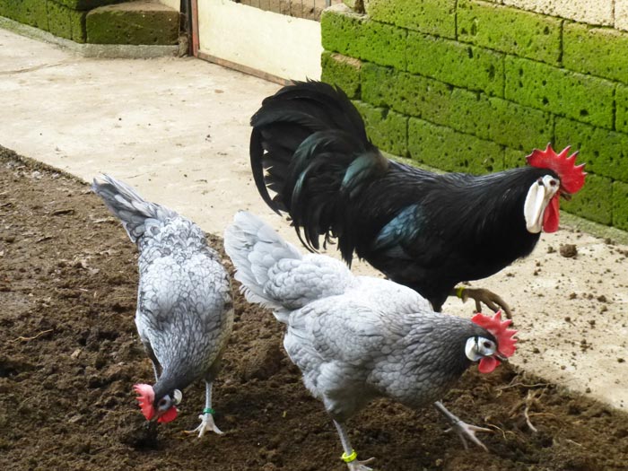 Gallo e galline razza spagnola faccia bianca