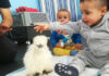 La gallina va in classe | Tuttosullegalline.it