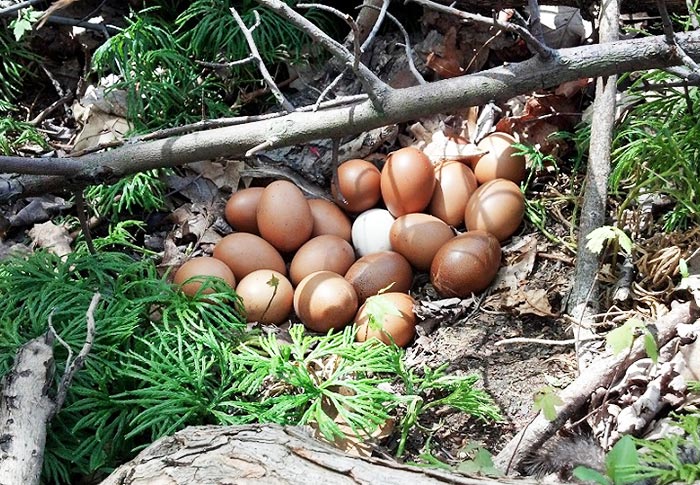 Come troveremmo le uova deposte da galline libere in natura