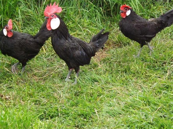 Un gallo e due galline bantam di Minorca nera