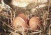 Nido per galline: come realizzarlo al meglio per non avere problemi | Tuttosullegalline.it