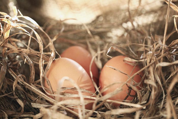 Pollaio mobile in metallo per galline ovaiole con nido per deposizione