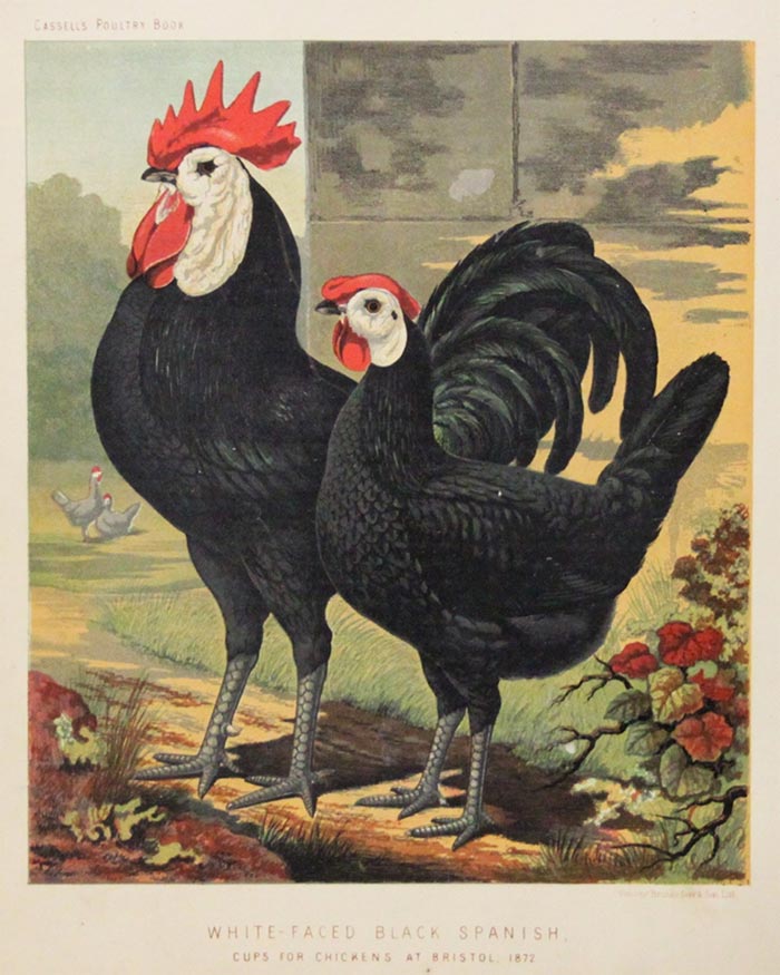 Stampa d'epoca di gallo e gallina spagnola faccia bianca - Bristol 1872