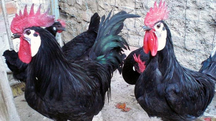Galli spagnoli carablanca dalla bella faccia bianca