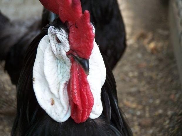 Gli ampi orecchioni bianchi di un gallo Spagnolo faccia bianca
