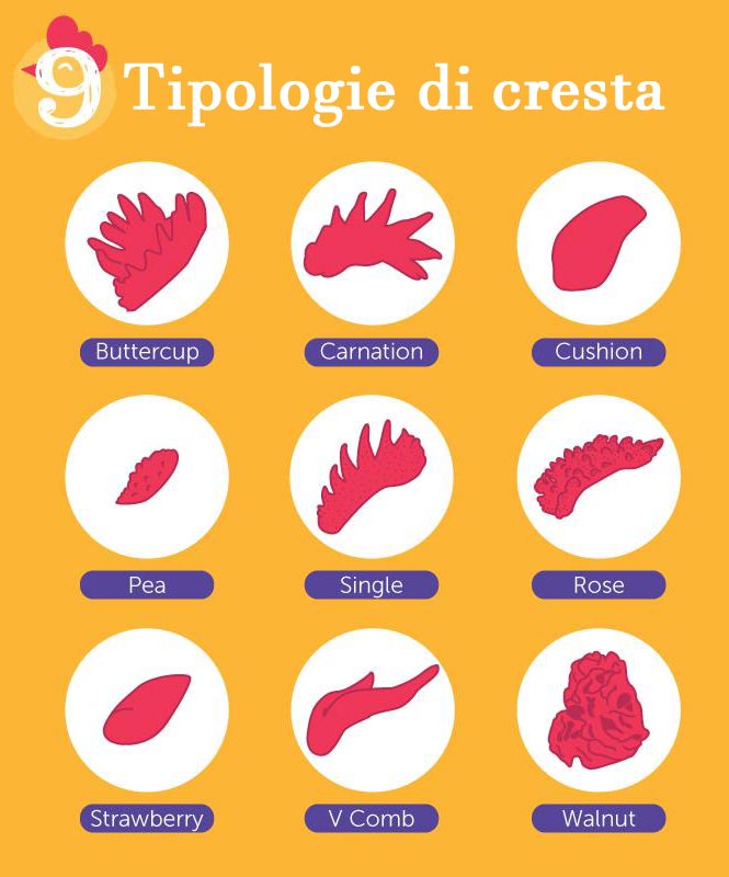 9 tipologie di cresta di galli e galline