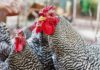 Cresta di galli e galline: tipologie, utilità e spia della salute dell'animale | Tuttosullegalline.it