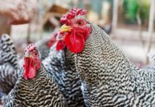 Cresta di galli e galline: tipologie, utilità e spia della salute dell'animale | Tuttosullegalline.it