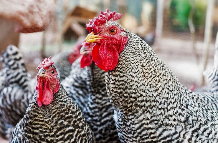 Cresta Di Galli E Galline Tipologie Utilita E Spia Della Salute Dell Animale Galline Pollaio Ricette Con Uova E Video Divertenti