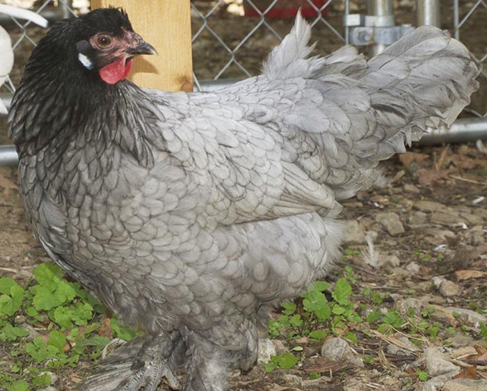 Esempio gallina Breda, razza senza cresta