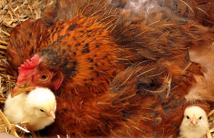 Gallina mangia le proprie uova? Vi sveliamo il perché dell'ovofagia e come  evitarla! - Galline, Pollaio, Ricette con Uova e Video divertenti