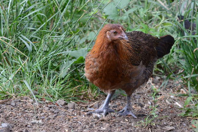 Gallina giovane non depone le uova