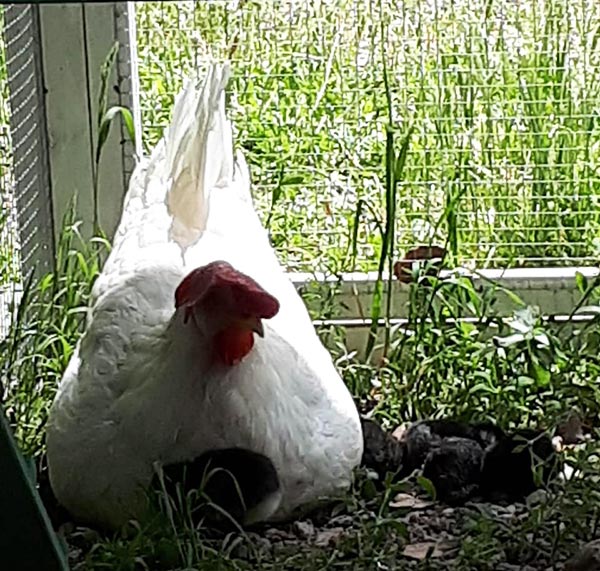 Gallina livornese con pulcini