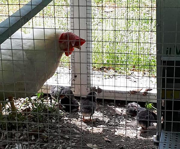 Gallina livornese con pulcini