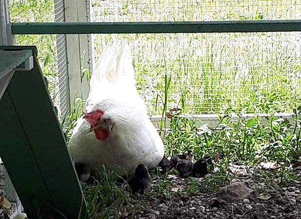 Gallina livornese con pulcini