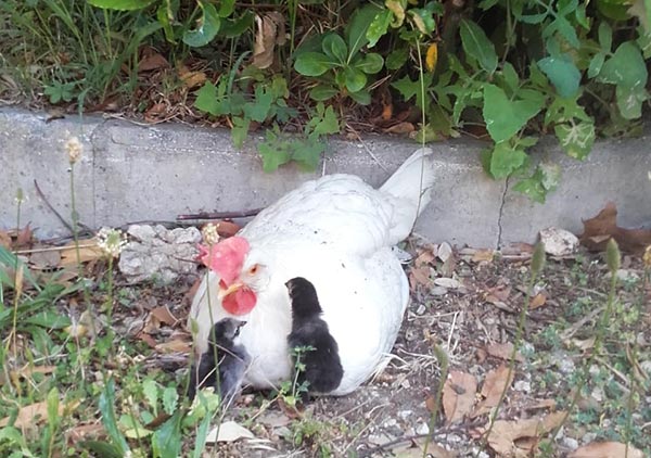 Gallina livornese con pulcini