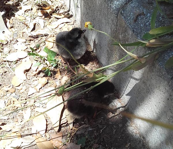 Gallina livornese con pulcini