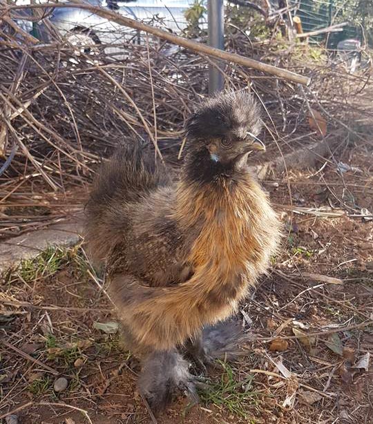 gallina Luisa McNugget in giardino