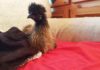 Luisa McNugget, la gallina che racconta la sua esperienza di vita con gli umani | Tuttosullegalline.it