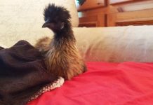 Luisa McNugget, la gallina che racconta la sua esperienza di vita con gli umani | Tuttosullegalline.it