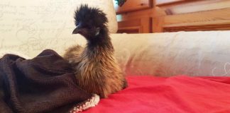 Luisa McNugget, la gallina che racconta la sua esperienza di vita con gli umani | Tuttosullegalline.it