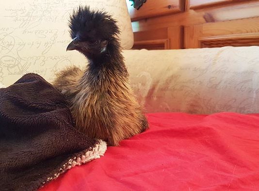Luisa McNugget, la gallina che racconta la sua esperienza di vita con gli umani | Tuttosullegalline.it
