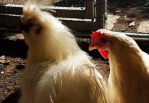Pollaio in giardino: il sogno di allevare galline domestiche diventa realtà! | Tuttosullegalline.it