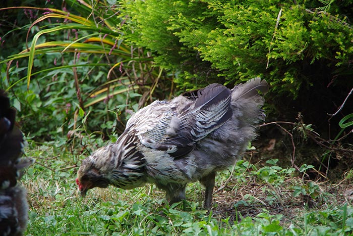 Gallina non depone le uova se sta facendo la muta