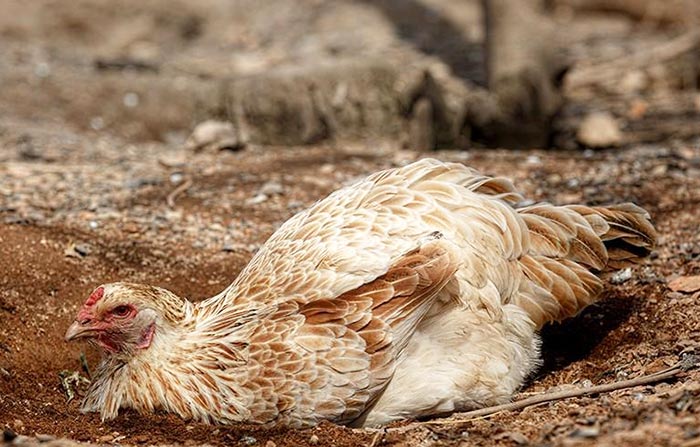 galline non fanno le uova se malate o debilitate