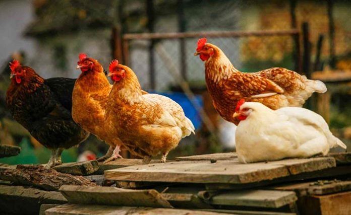 Galline Non Fanno Le Uova Ecco Perché E Cosa Possiamo Fare