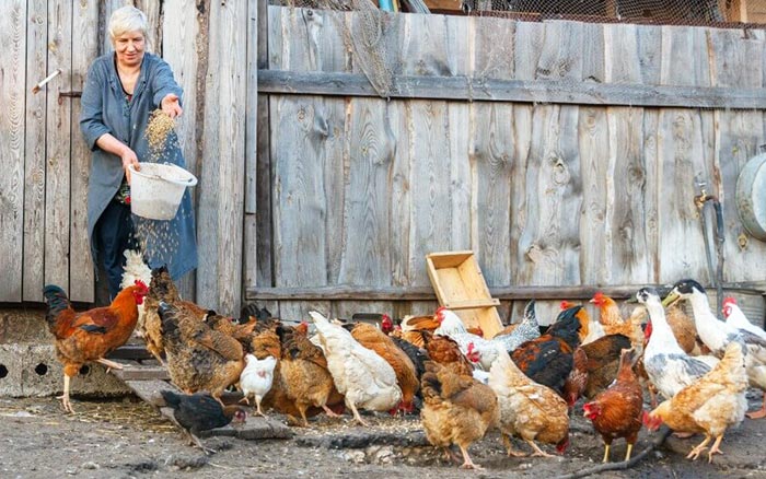 Galline non fanno le uova se l'alimentazione è sbagliata