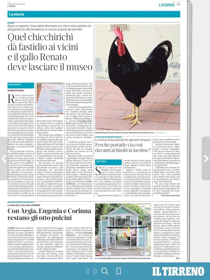 Gallo Renato disturba i vicini, riportato dall'allevatore - Livorno, Museo Storia Naturale del Mediterraneo