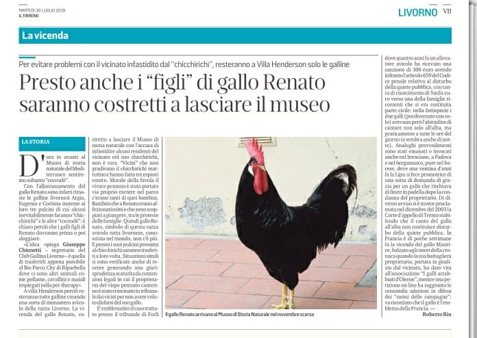 Gallo Renato lascia il museo di Livorno e presto anche i due pulcinotti maschi