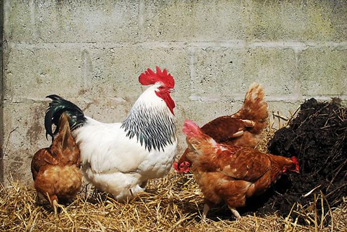 Gallo alpha con grande cresta sgargiante che indica il suo stato di forza e salute