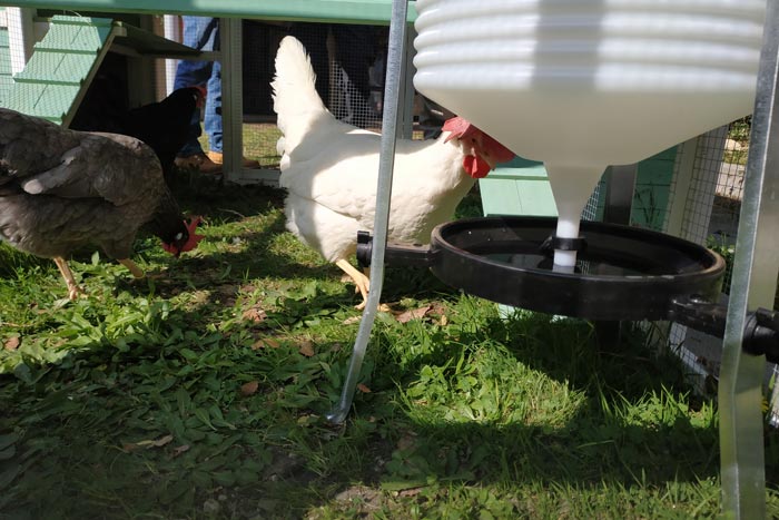 I primi passi delle tre galline nella nuova casa.