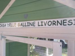 La Casa delle galline livornesi al Museo di Storia Naturale del Mediterraneo di Livorno | Tuttosullegalline.it
