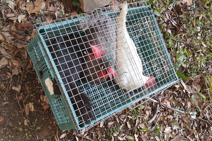 Le abitanti della casa delle galline livornesi in arrivo nella trasportina e pronte per essere messe nel pollaio.