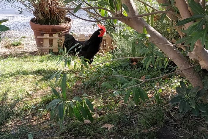 Il gallo Renato