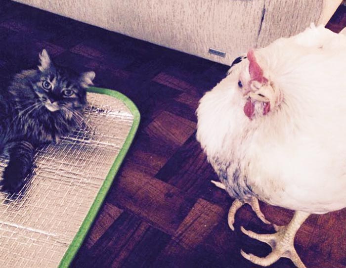 La gallina Penelope in compagnia del gatto Farrah