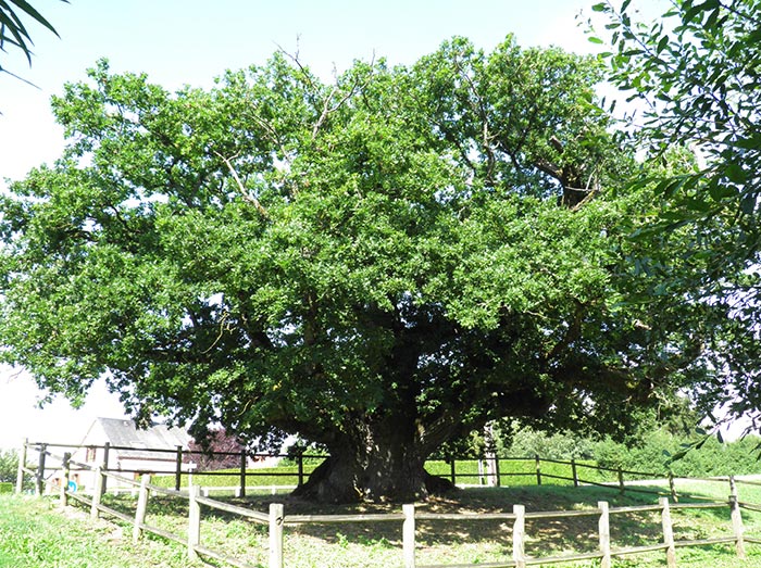 La grande Quercia, simbolo dell'allevamento avicolo francese