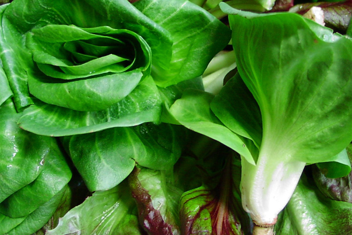 Zermòj (radicchio cicorino verde o rosso)