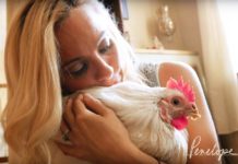 Penelope, storia di una gallina salvata dal rituale religioso che l'avrebbe uccisa | Tuttosullegalline.it