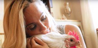 Penelope, storia di una gallina salvata dal rituale religioso che l'avrebbe uccisa | Tuttosullegalline.it