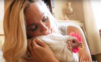 Penelope, storia di una gallina salvata dal rituale religioso che l'avrebbe uccisa | Tuttosullegalline.it