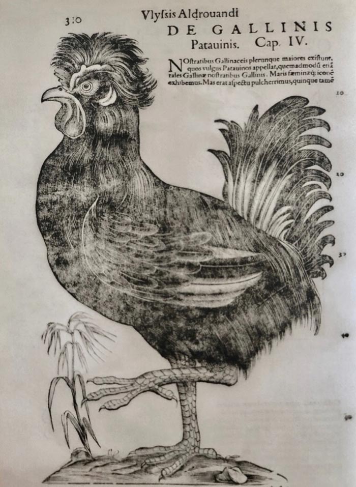 La gallina padovana, tipica gallina ovaiola dal ciuffo presente in Veneto
