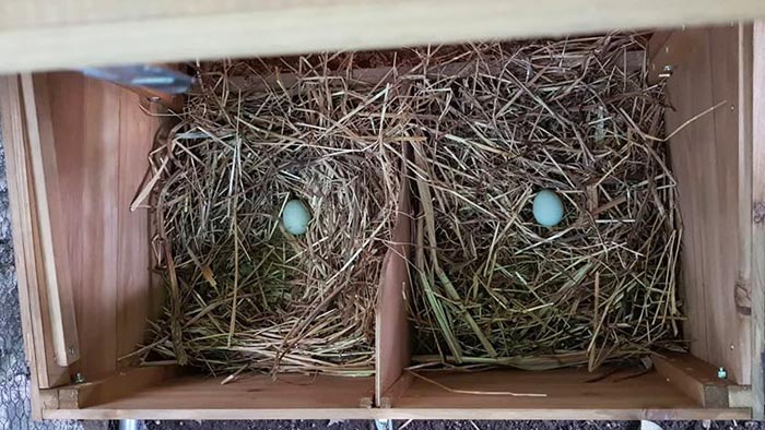 Le uova azzurre di Araucana deposte nel nido del pollaio