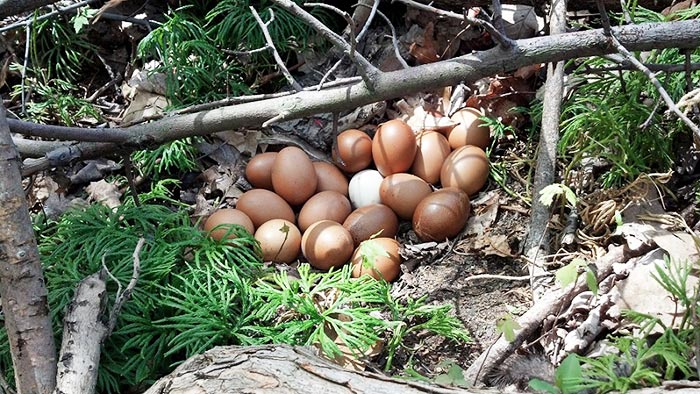Uova deposte fuori dal nido
