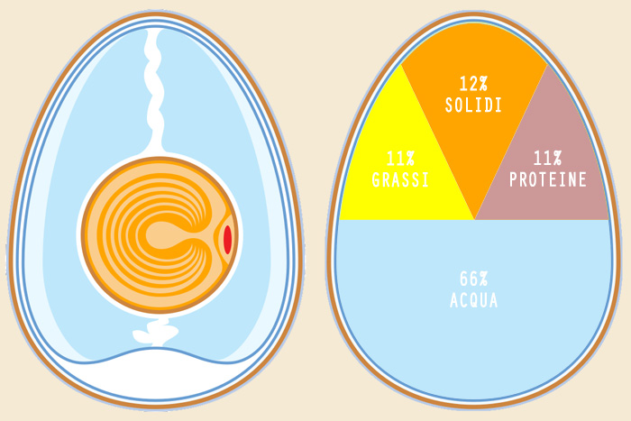 Composizione chimica dell'uovo