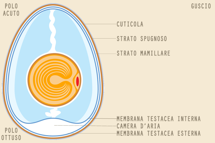 Guscio dell'uovo, da cosa è composto