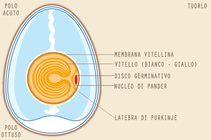 Rappresentazione schematica delle sotto-parti che compongono il tuorlo dell'uovo